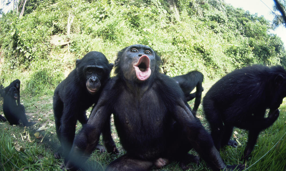 [listen] Ralentissons le tempo avec Bonobo
